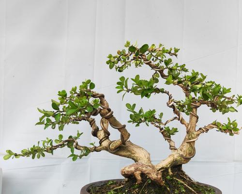 翠菊盆景的造型技巧有哪些？