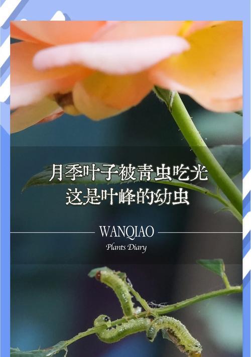 爬藤月季叶子浅黄是什么原因？如何解决？