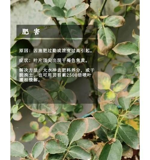 爬藤月季叶子浅黄是什么原因？如何解决？