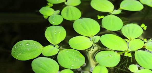 网箱种水生植物有哪些？适合网箱种植的水生植物推荐？
