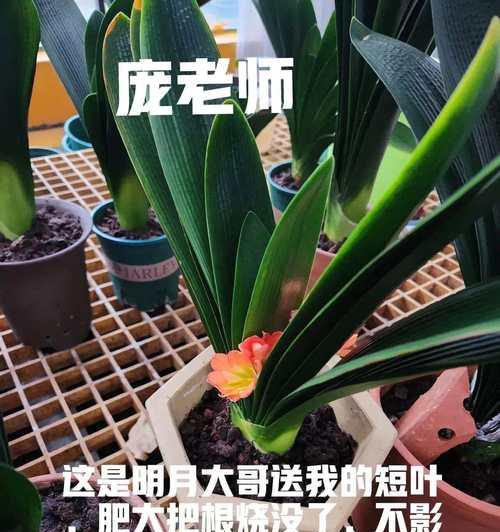 君子兰叶尖出现横褶皱是什么原因？如何解决？
