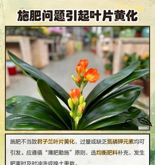 君子兰叶尖出现横褶皱是什么原因？如何解决？