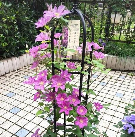 铁线莲发芽后怎么种植？需要注意什么？