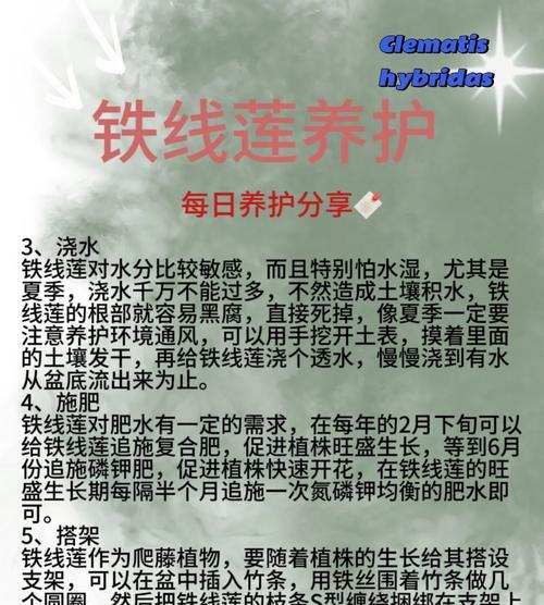 铁线莲发芽后怎么种植？需要注意什么？