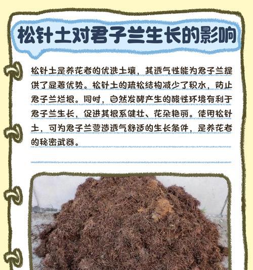 君子兰使用腐木的正确养护方法是什么？