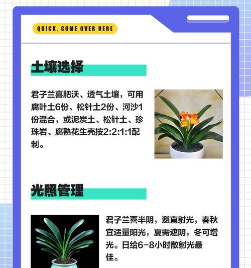 君子兰使用腐木的正确养护方法是什么？