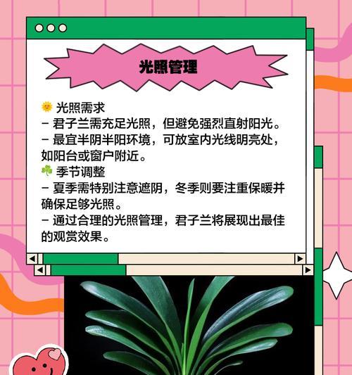 君子兰使用腐木的正确养护方法是什么？