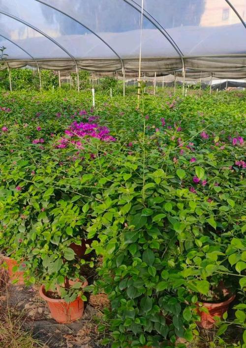 三角梅种植如何避免虫害？