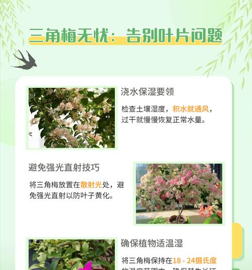 三角梅种植如何避免虫害？