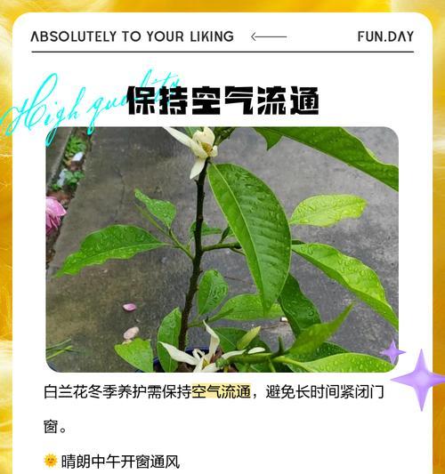 白兰花过冬后叶子发黄的原因是什么？如何处理？