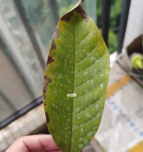 白兰花过冬后叶子发黄的原因是什么？如何处理？