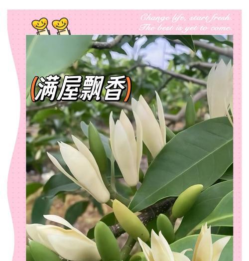 白兰花过冬后叶子发黄的原因是什么？如何处理？