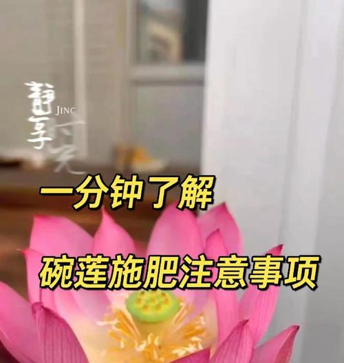 自制碗莲盆栽肥料的方法是什么？