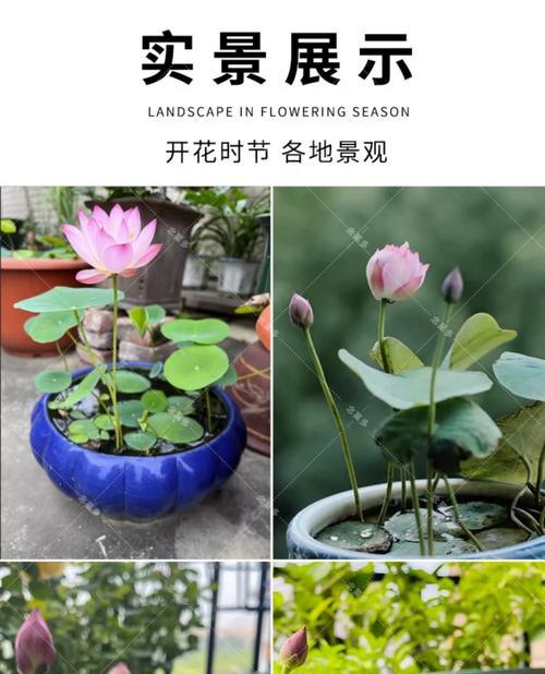 自制碗莲盆栽肥料的方法是什么？