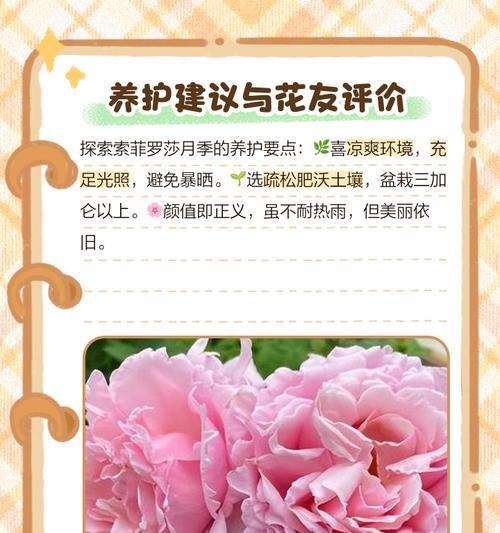 伊芙索菲亚月季怎么养护？伊芙索菲亚月季的养护技巧是什么？