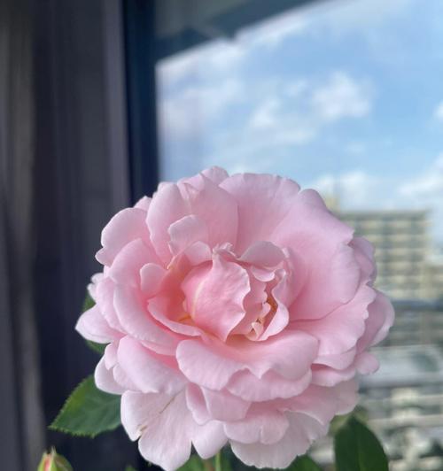 伊芙索菲亚月季怎么养护？伊芙索菲亚月季的养护技巧是什么？