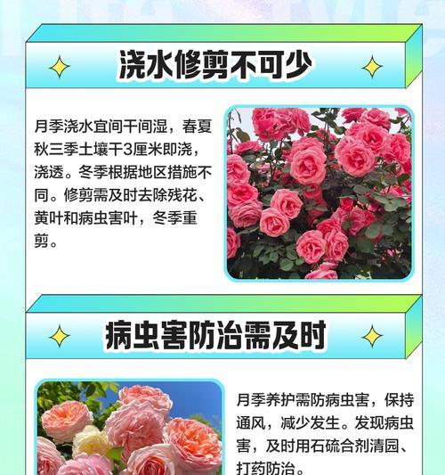 月季的土壤选择和养护技巧有哪些？