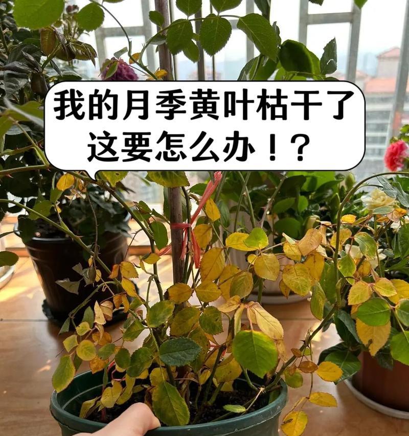 月季的土壤选择和养护技巧有哪些？
