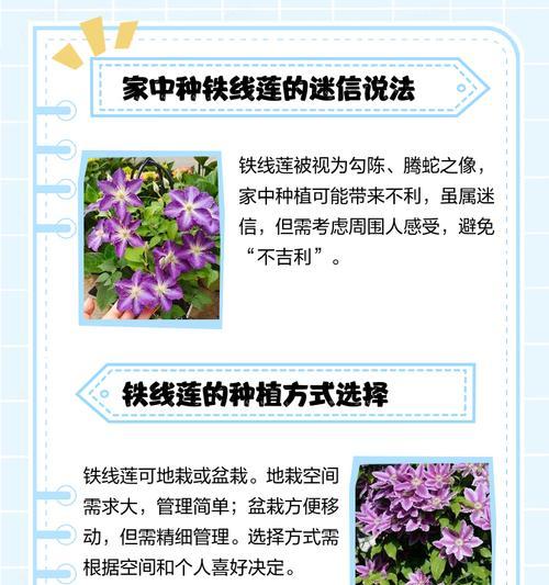 铁线莲的种植与养护技巧有哪些？