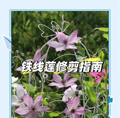 铁线莲的种植与养护技巧有哪些？