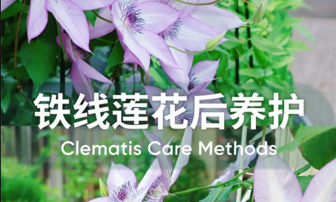 铁线莲的种植与养护技巧有哪些？