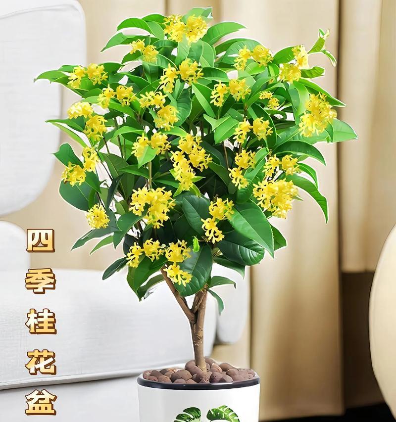 阳台适合养哪些香味花卉？如何选择？