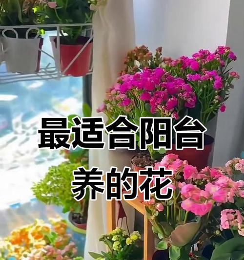 阳台适合养哪些香味花卉？如何选择？