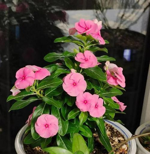 阳台适合养哪些香味花卉？如何选择？