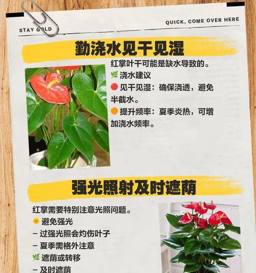红掌的正确养护和浇水方法有哪些？