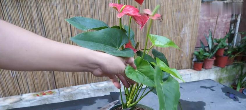 红掌的正确养护和浇水方法有哪些？