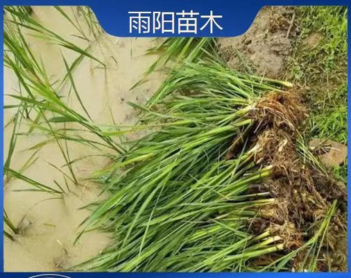 胶白植物叶子发黄是什么原因？
