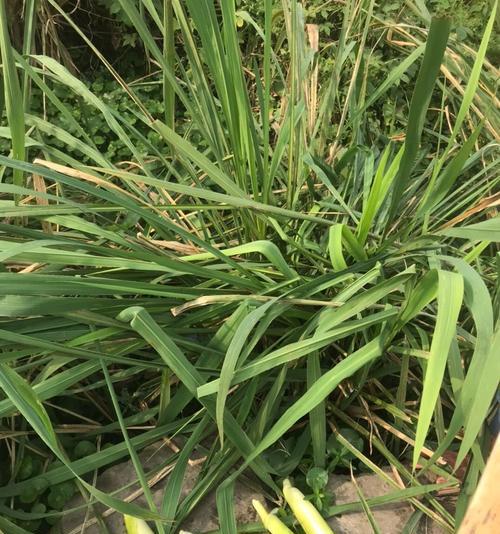 胶白植物叶子发黄是什么原因？