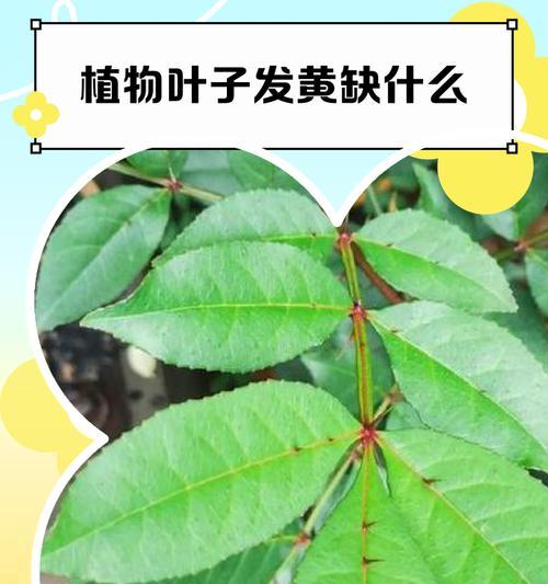 胶白植物叶子发黄是什么原因？