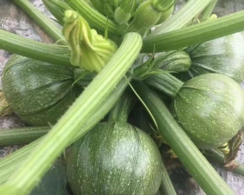 圆瓜种子的最佳播种时间是什么时候？