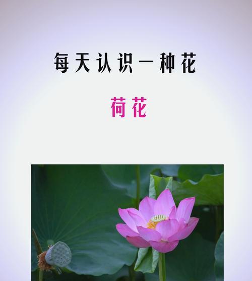荷花的水中栽培技术有哪些要点？