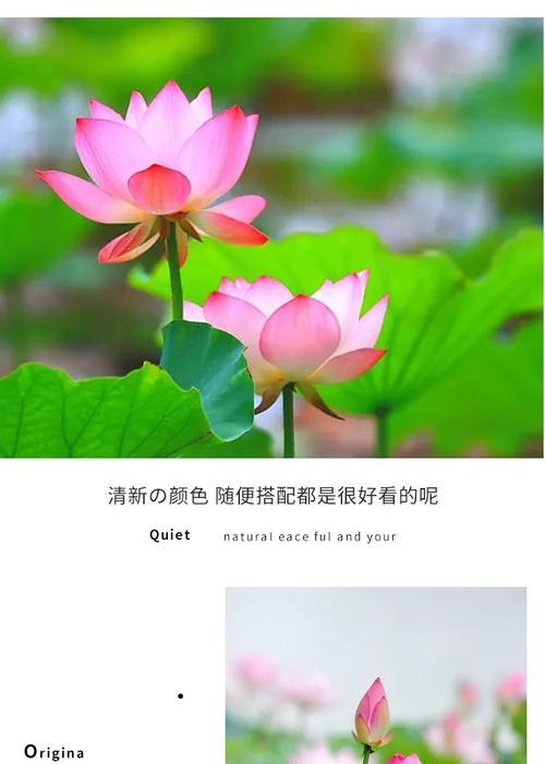 荷花的水中栽培技术有哪些要点？