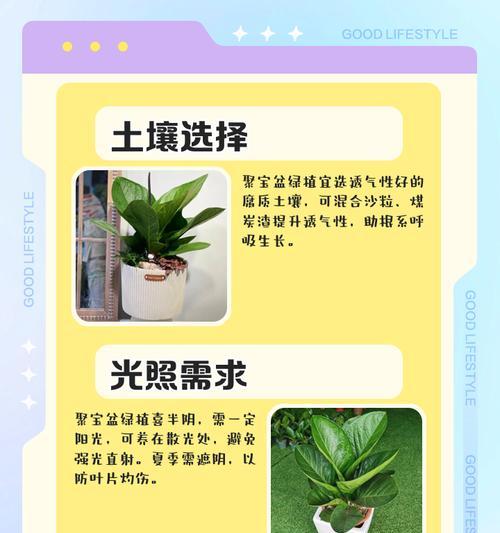聚宝盆叶子发黄的原因是什么？如何处理？