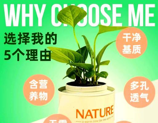 聚宝盆叶子发黄的原因是什么？如何处理？