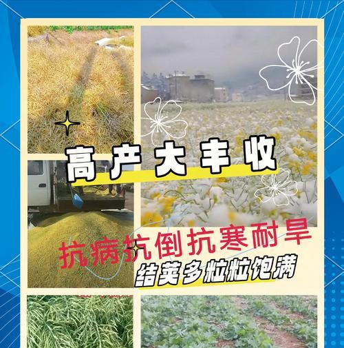 山东油菜种子的最佳播种时间是什么时候？