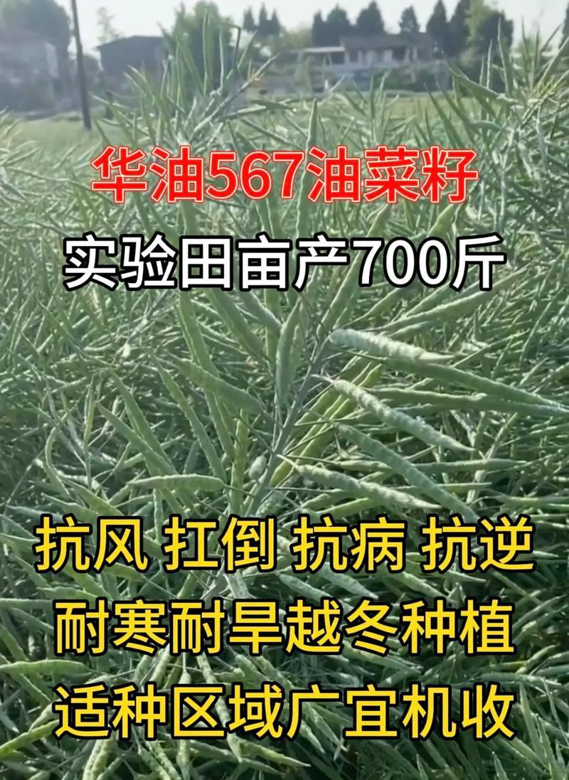 山东油菜种子的最佳播种时间是什么时候？