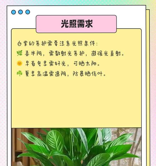 白掌新入盆叶子发黄的处理方法是什么？