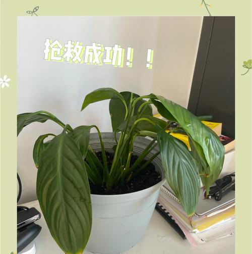 白掌新入盆叶子发黄的处理方法是什么？