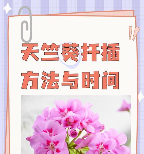 天竺葵插枝的正确方法是什么？如何提高成活率？