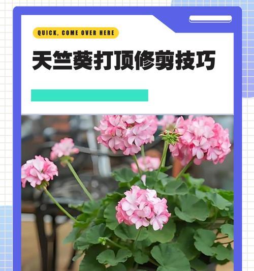 天竺葵插枝的正确方法是什么？如何提高成活率？