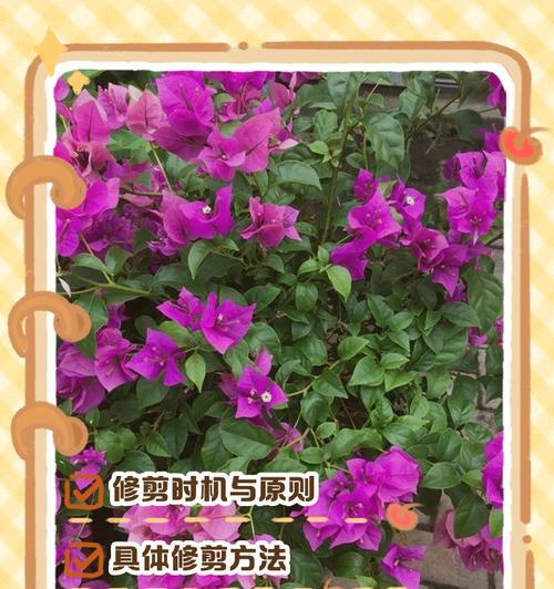 塔粉三角梅修剪的方法是什么？如何正确修剪？