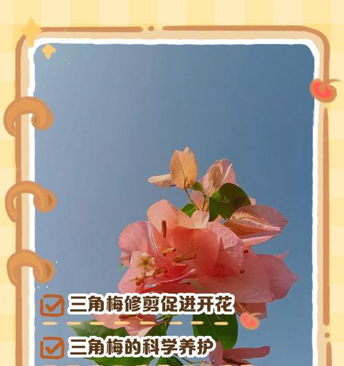 塔粉三角梅修剪的方法是什么？如何正确修剪？