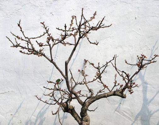 塔粉三角梅修剪的方法是什么？如何正确修剪？