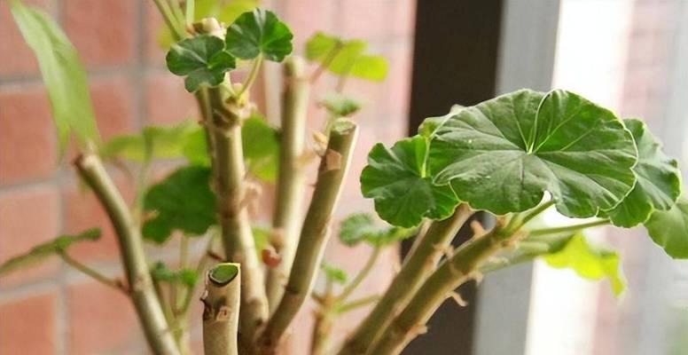 一个盆种两棵天竺葵怎么种？如何合理安排空间和养分？