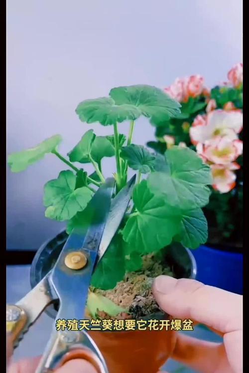 一个盆种两棵天竺葵怎么种？如何合理安排空间和养分？