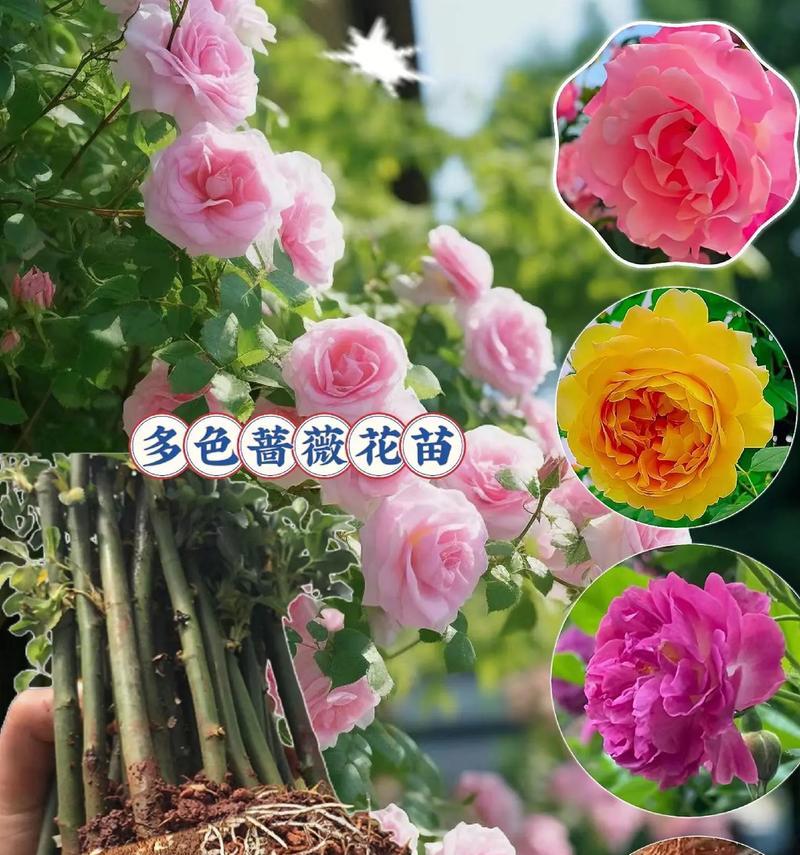 蔷薇月季怎么催芽？有效方法有哪些？